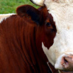 RD 1528/2012, de 08/11, Normas aplicables a los subproductos animales y derivados no destinados al consumo humano